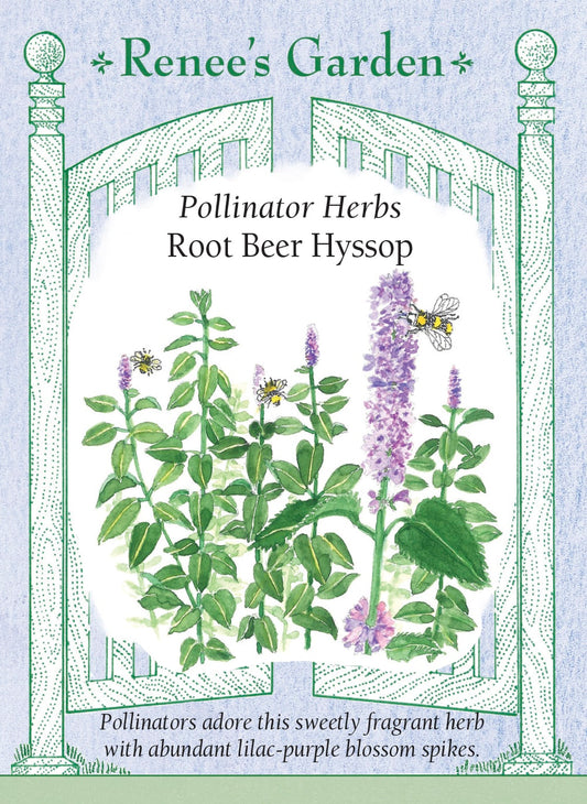 Pollinator Herbs - Root Beer Hyssop