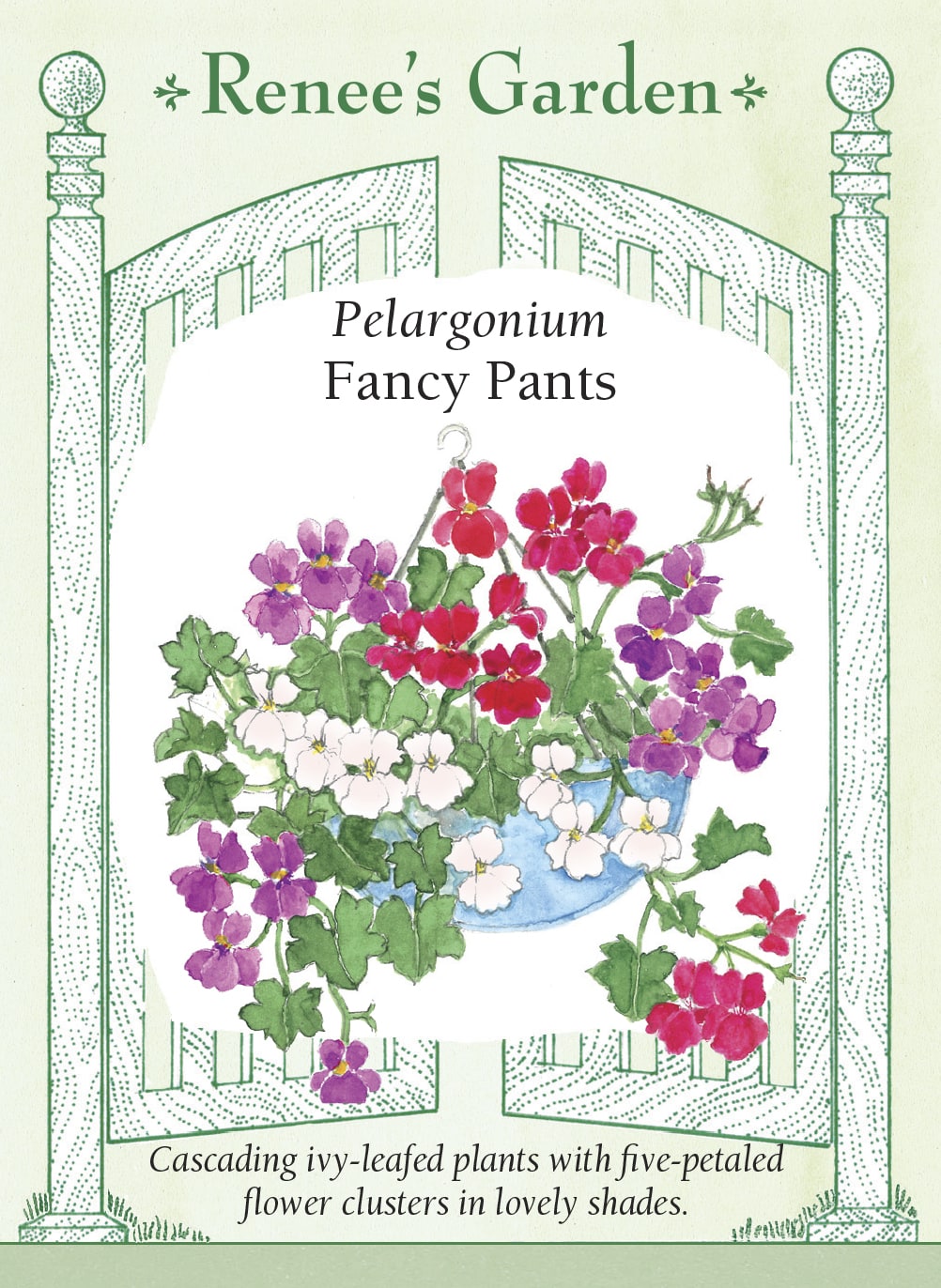 Pelargonium - Fancy Pants