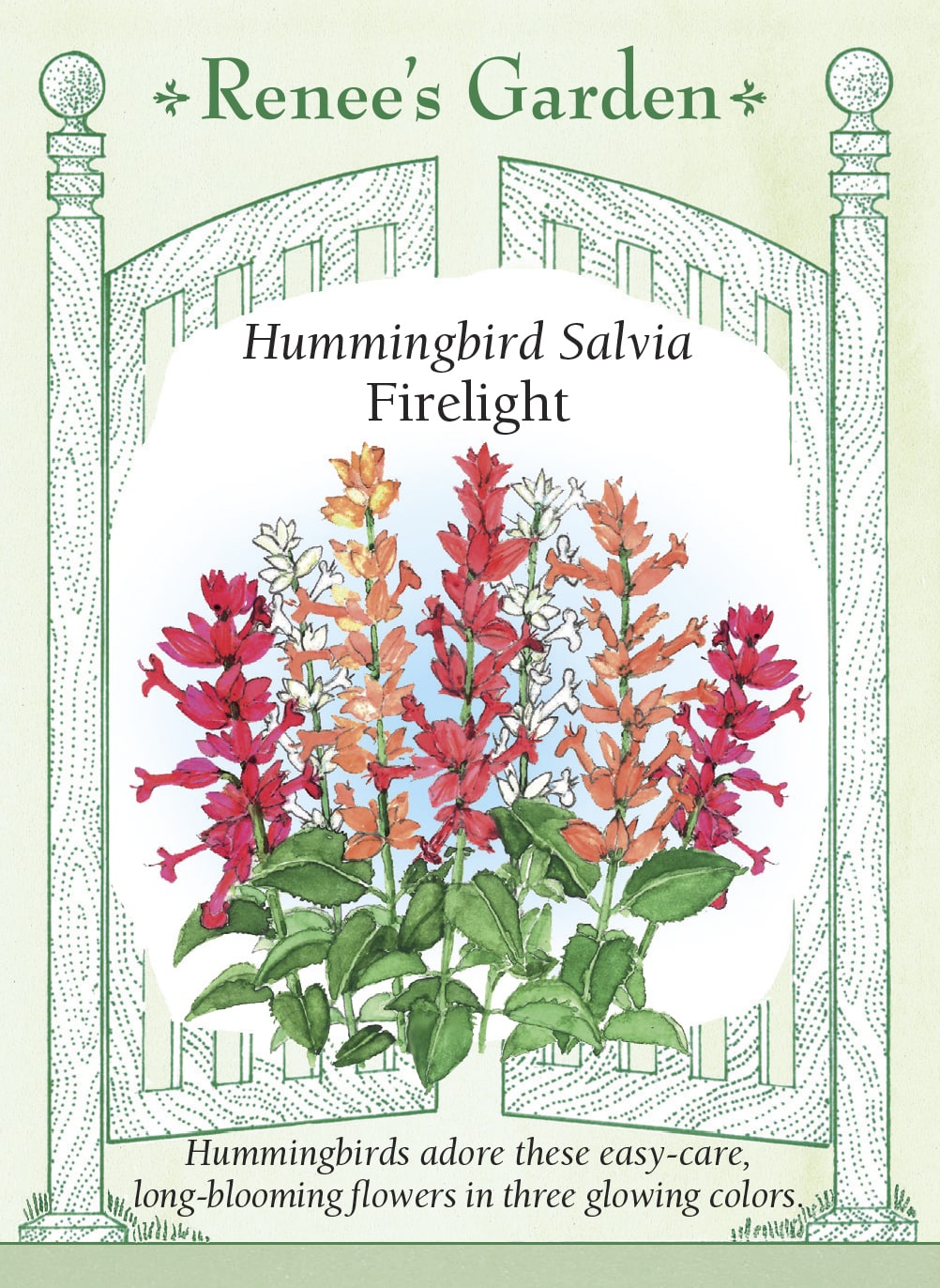 Hummingbird Salvia - Firelight Mix