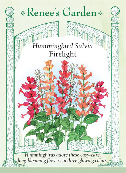 Hummingbird Salvia - Firelight Mix