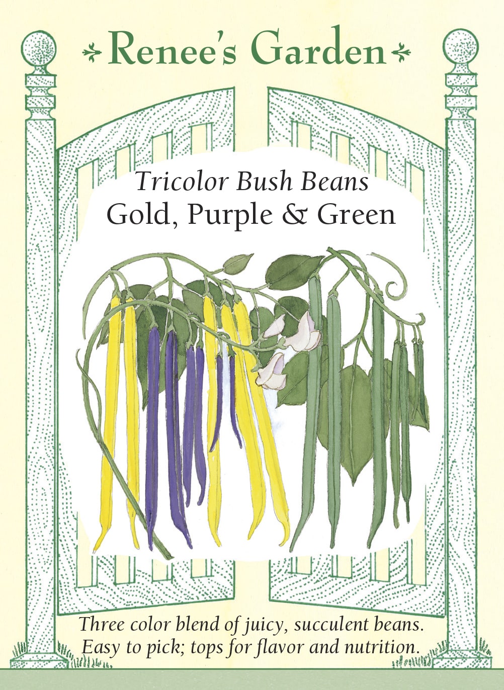 Tricolor Bush Beans - Gold, Purple & Green