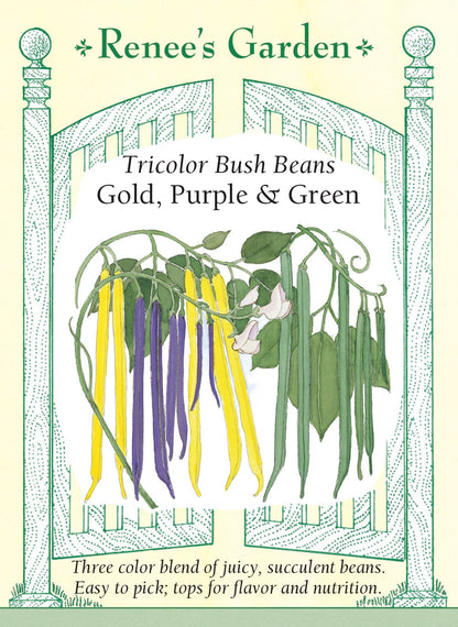 Tricolor Bush Beans - Gold, Purple & Green
