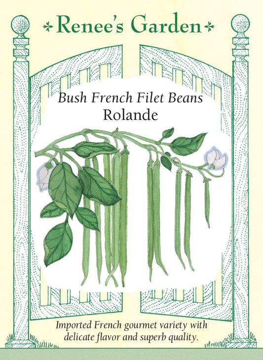Bush French Filet Beans - Rolande