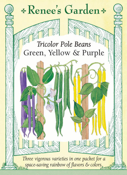 Tricolor Pole Beans - Green, Yellow & Purple