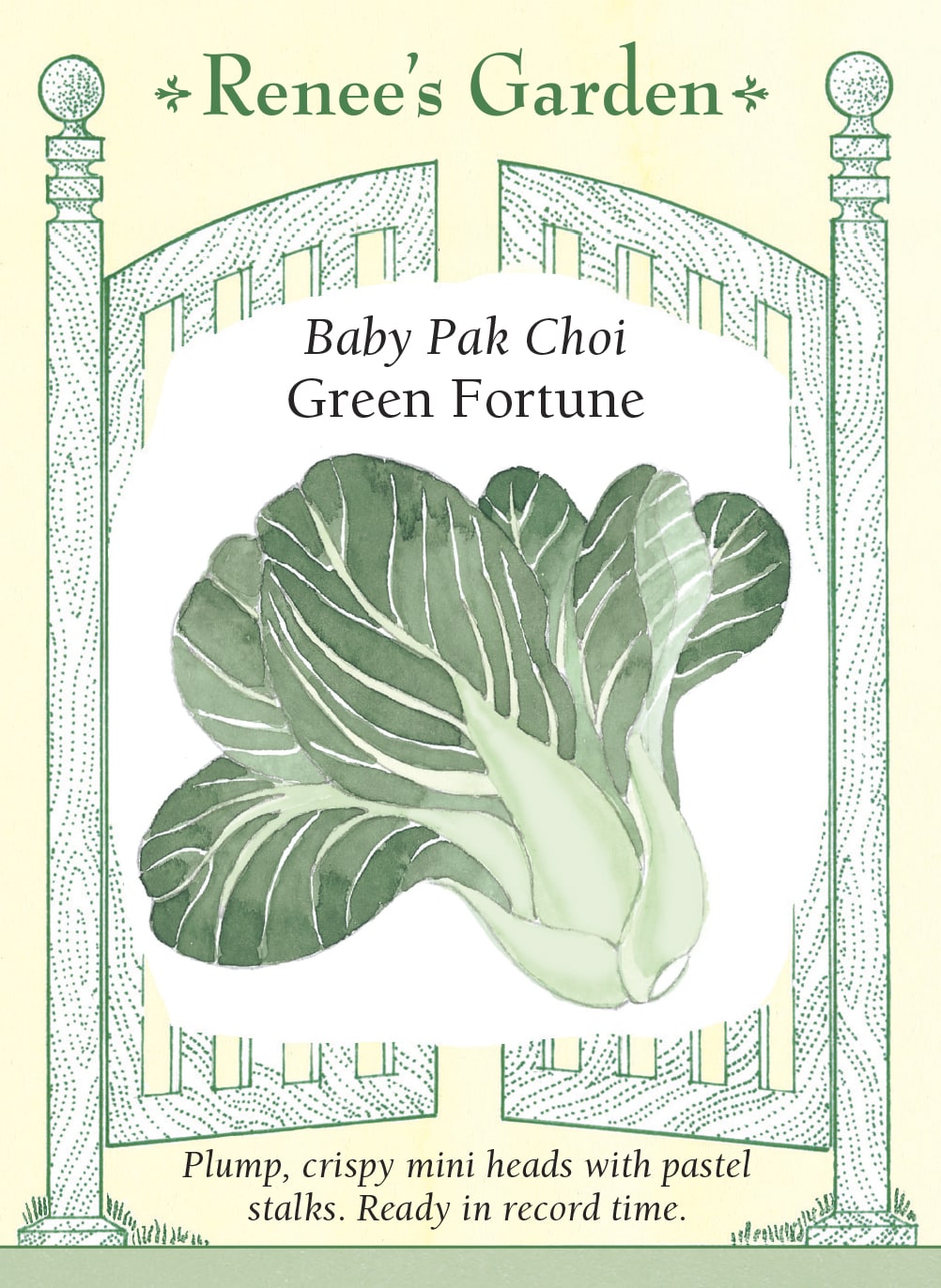 Baby Pak Choi - Green Fortune