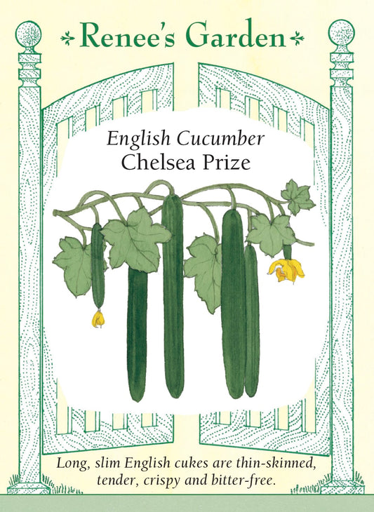 English Cucumber - Chelsea Prize