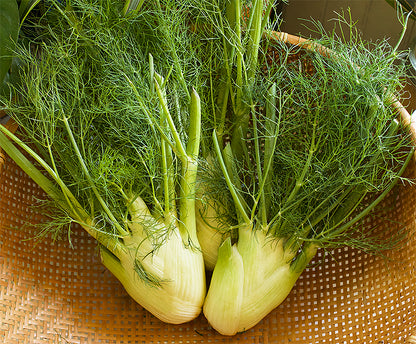 Bulbing Fennel - Solaris