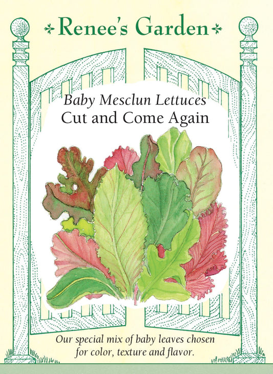 Baby Mesclun Lettuces - Cut and Come Again