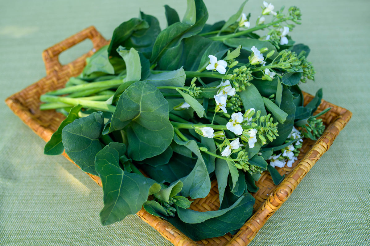Gai Lan/Chinese Broccoli - Early Jade