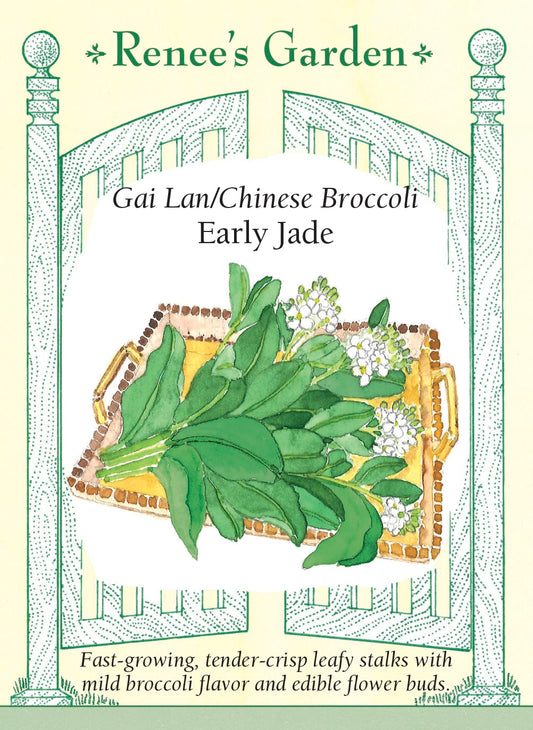 Gai Lan/Chinese Broccoli - Early Jade