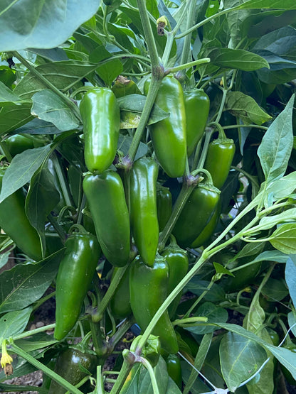 Early Jalapeño Chile - Bubba