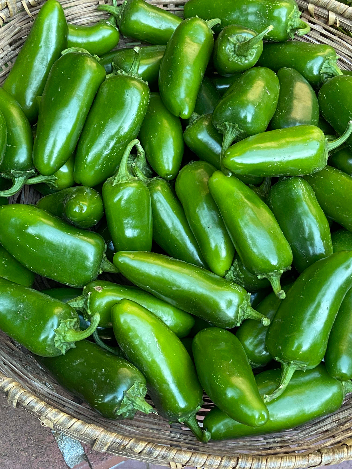 Early Jalapeño Chile - Bubba