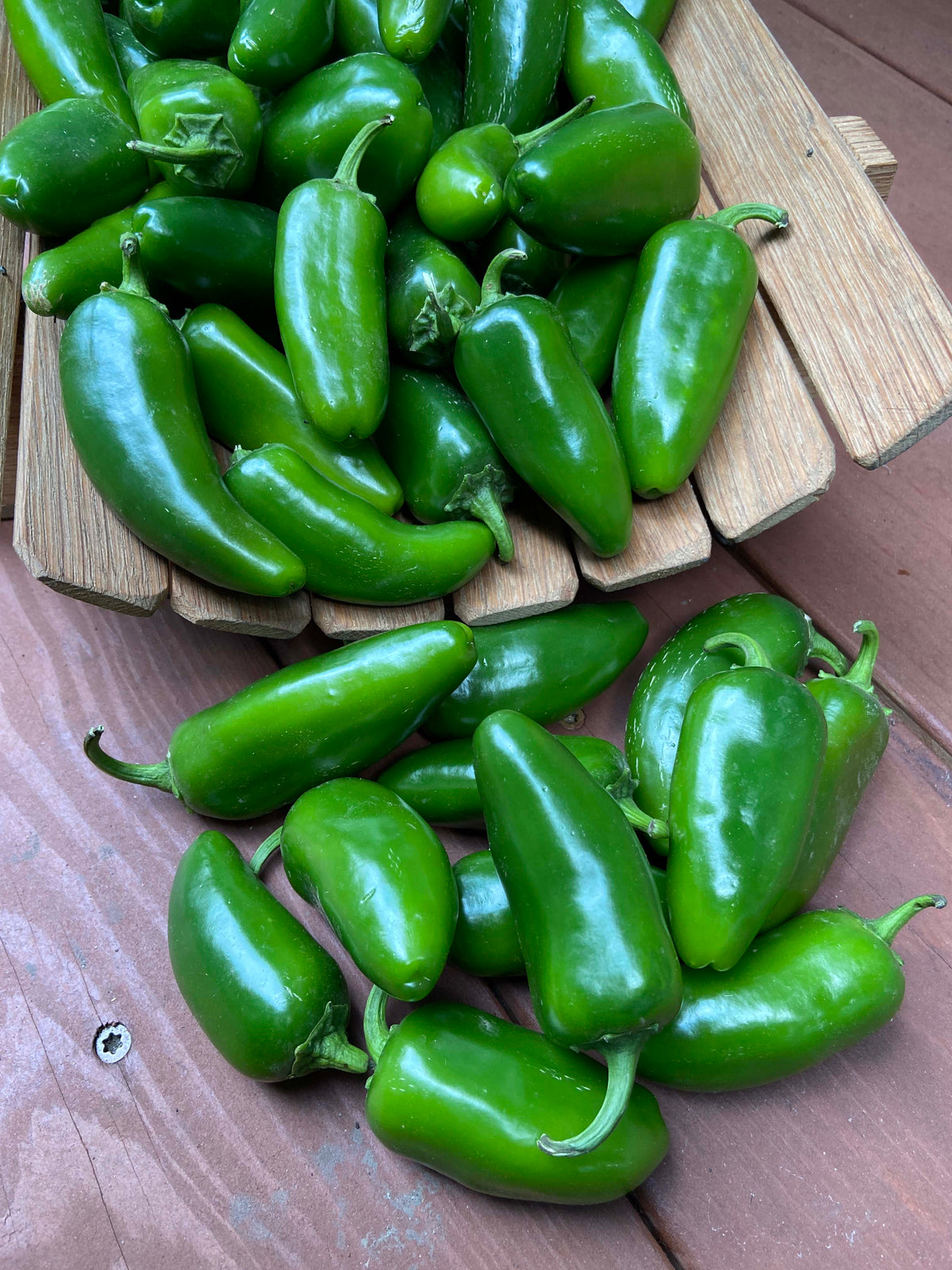 Early Jalapeño Chile - Bubba