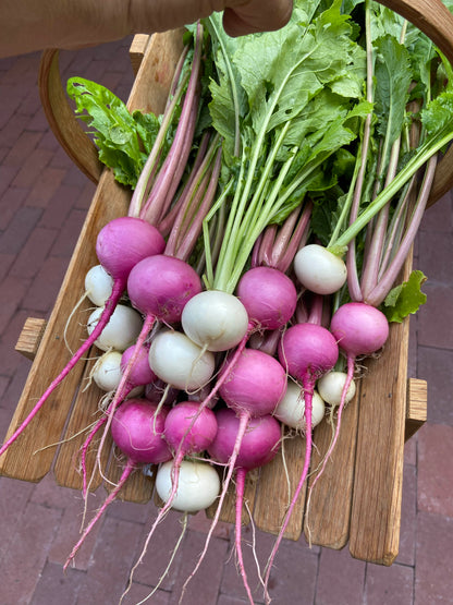 Baby Turnips - Pastel Duo