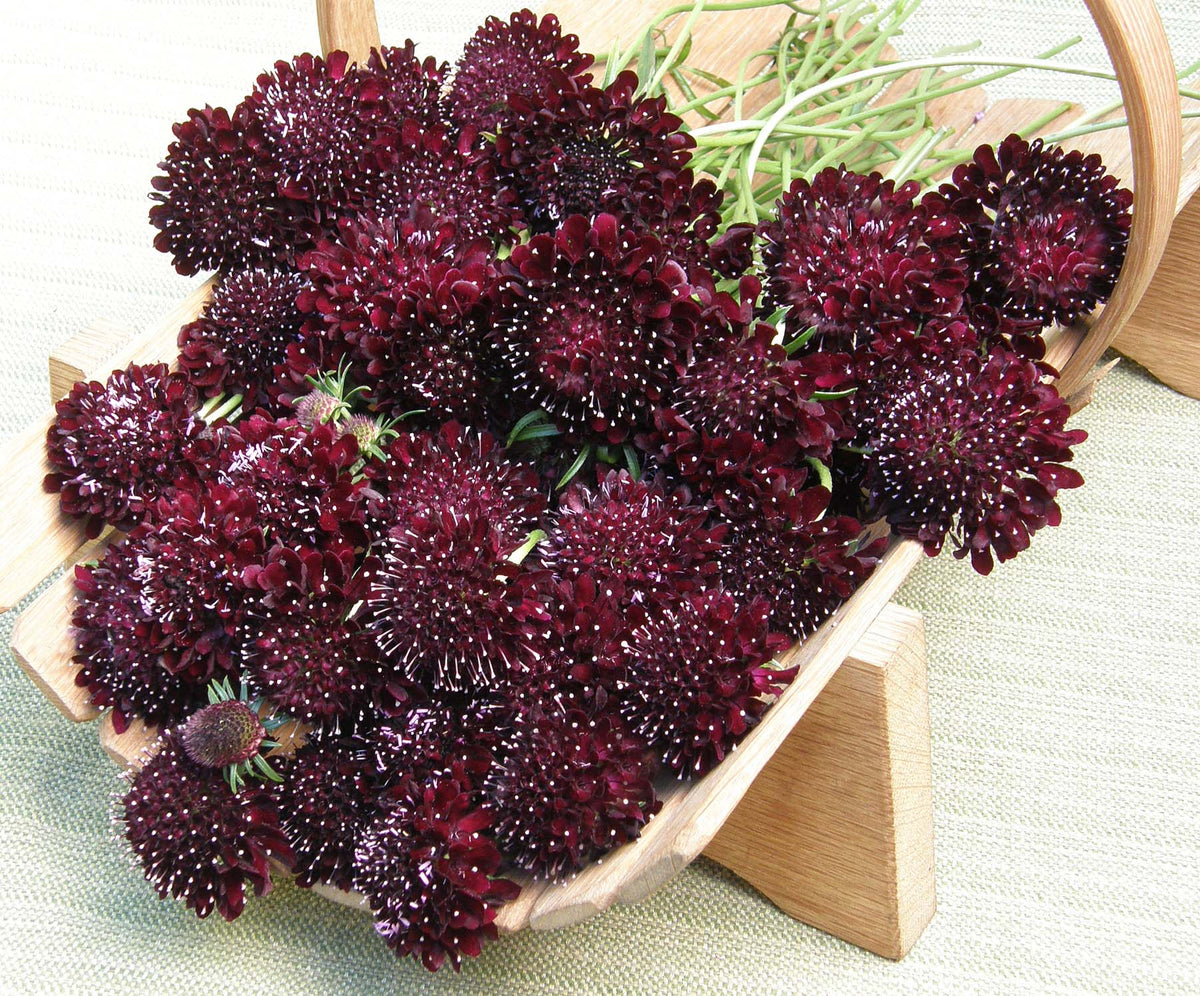 Heirloom Scabiosa - Dark Night