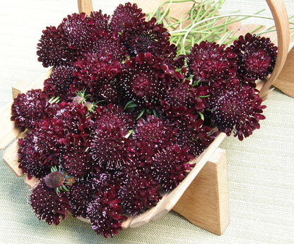 Heirloom Scabiosa - Dark Night