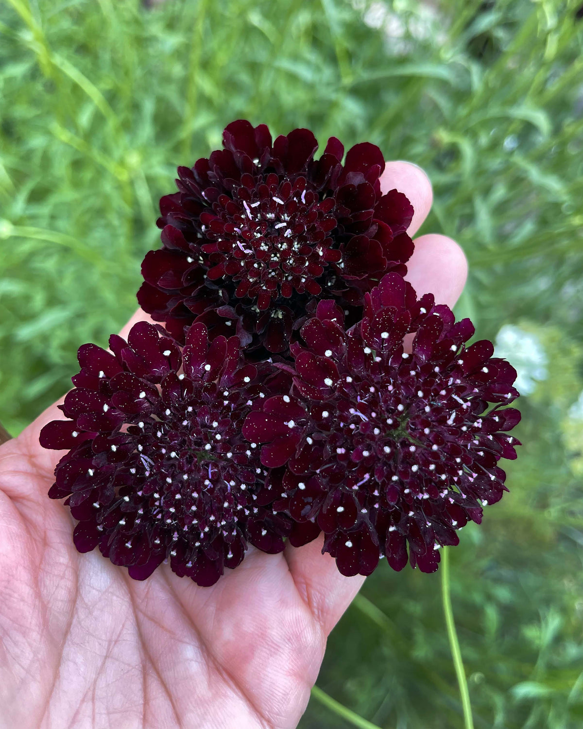 Heirloom Scabiosa - Dark Night