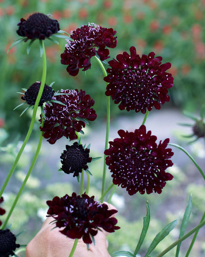 Heirloom Scabiosa - Dark Night