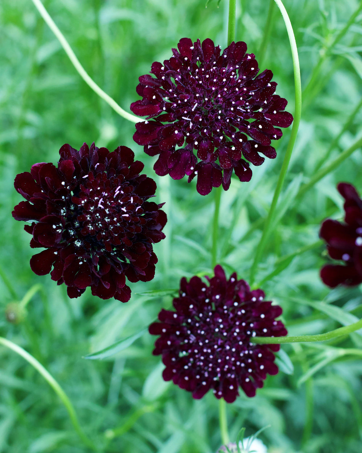 Heirloom Scabiosa - Dark Night