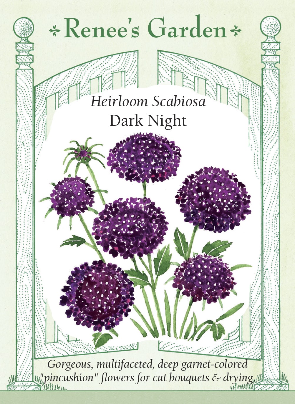 Heirloom Scabiosa - Dark Night