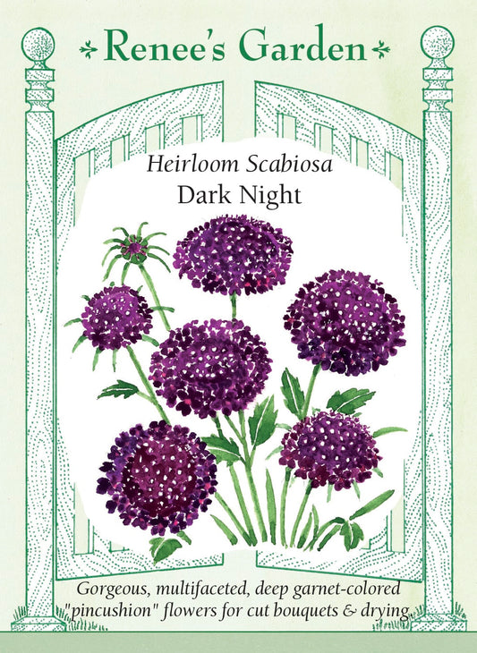 Heirloom Scabiosa - Dark Night
