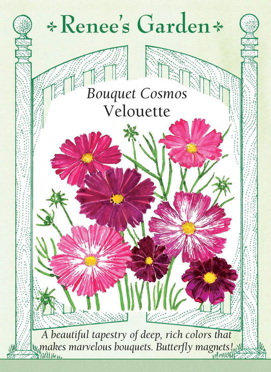 Bouquet Cosmos - Velouette