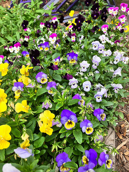 Petite Violas - Fairyland