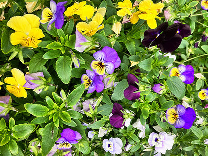 Petite Violas - Fairyland