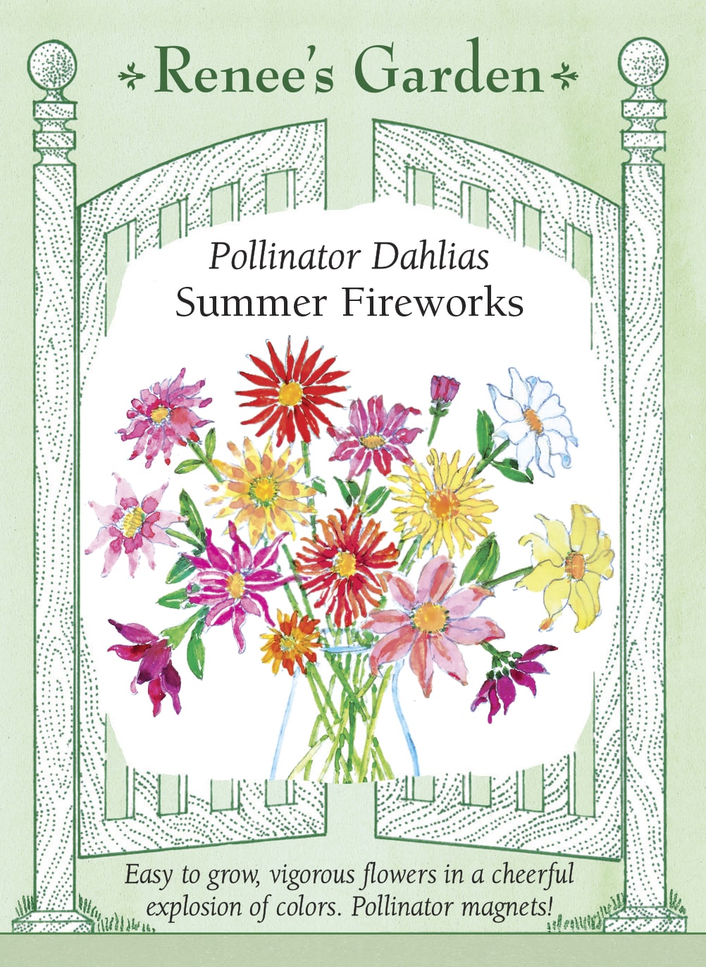 Pollinator Dahlias - Summer Fireworks