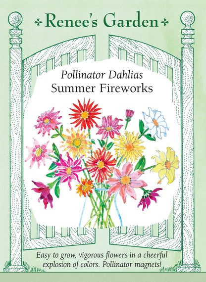 Pollinator Dahlias - Summer Fireworks
