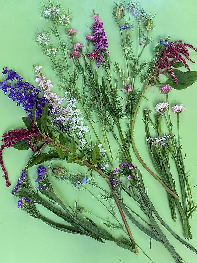 Pollinator Flowers - Everlasting Beauty Mix