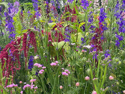 Pollinator Flowers - Everlasting Beauty Mix