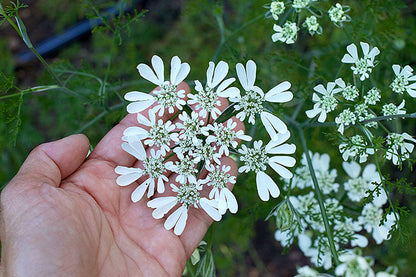 Pollinator Flowers - White Lace Orlaya