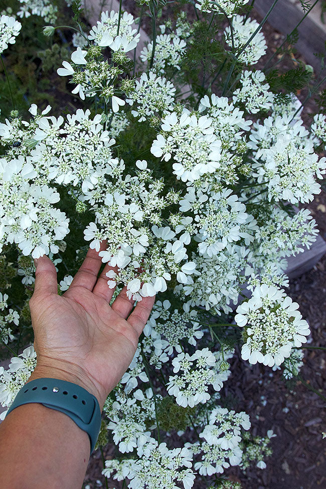 Pollinator Flowers - White Lace Orlaya