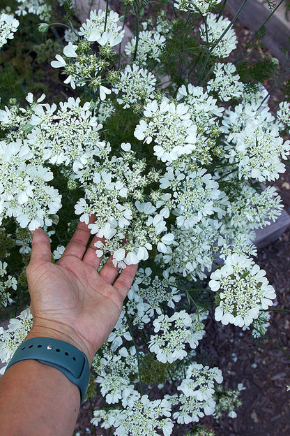 Pollinator Flowers - White Lace Orlaya