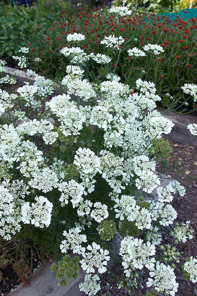 Pollinator Flowers - White Lace Orlaya