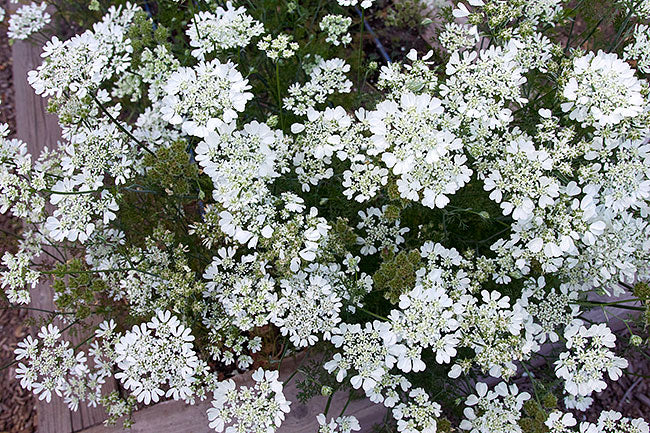 Pollinator Flowers - White Lace Orlaya