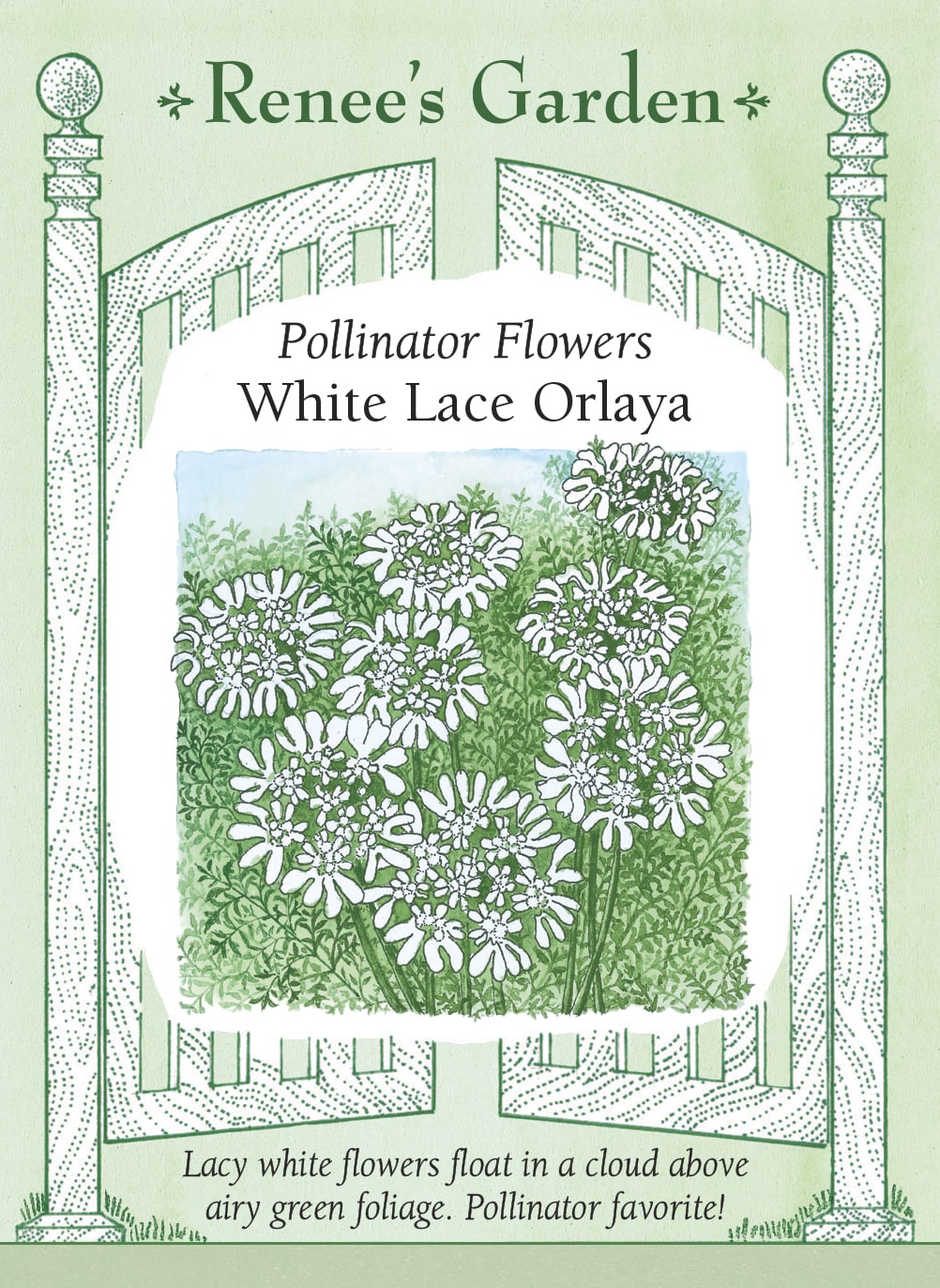Pollinator Flowers - White Lace Orlaya