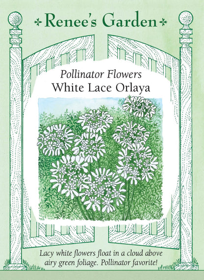 Pollinator Flowers - White Lace Orlaya
