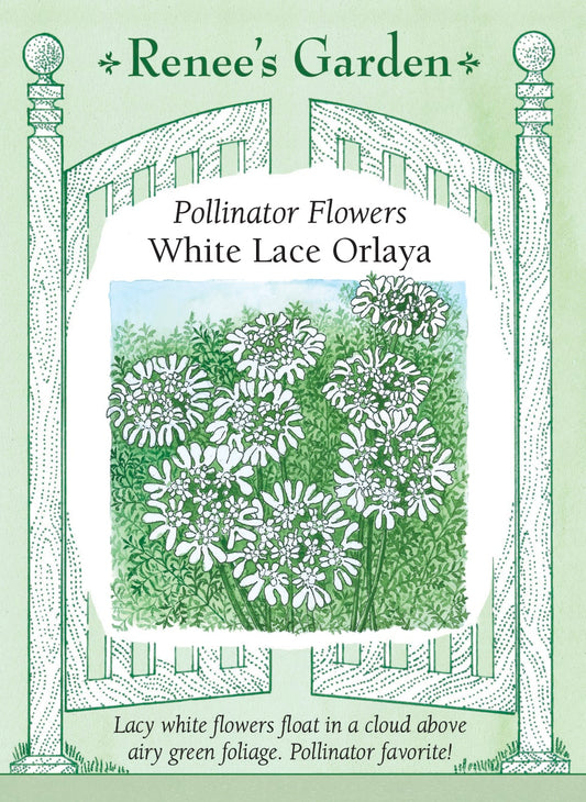 Pollinator Flowers - White Lace Orlaya