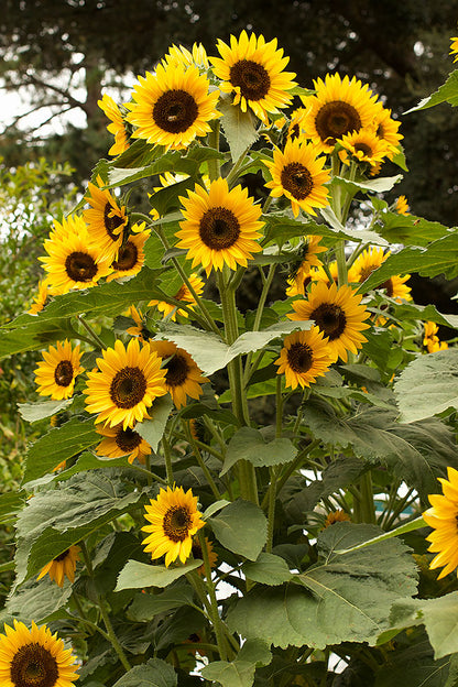 Long-Lasting Sunflowers - High Noon