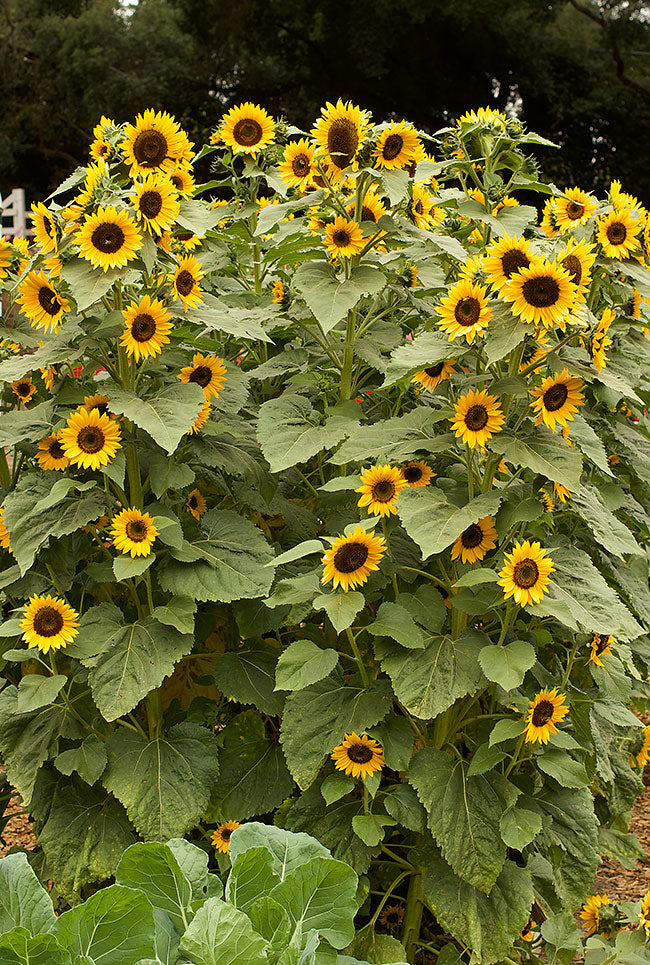 Long-Lasting Sunflowers - High Noon