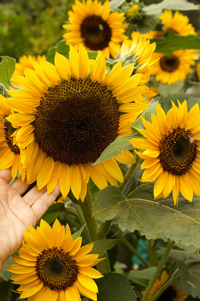 Long-Lasting Sunflowers - High Noon