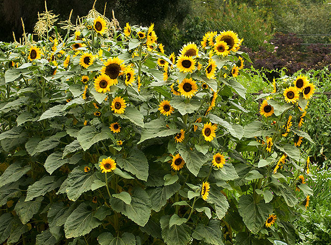 Long-Lasting Sunflowers - High Noon