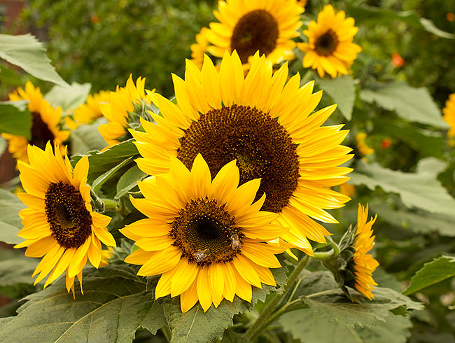 Long-Lasting Sunflowers - High Noon