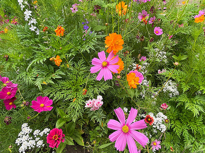 Pollinator Flowers - Monarch Butterfly Flowers