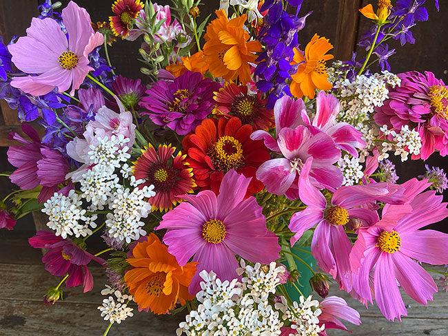 Pollinator Flowers - Monarch Butterfly Flowers