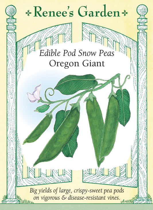Edible Pod Snow Peas - Oregon Giant