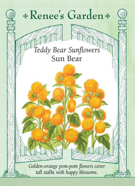 Teddy Bear Sunflowers - Sun Bear