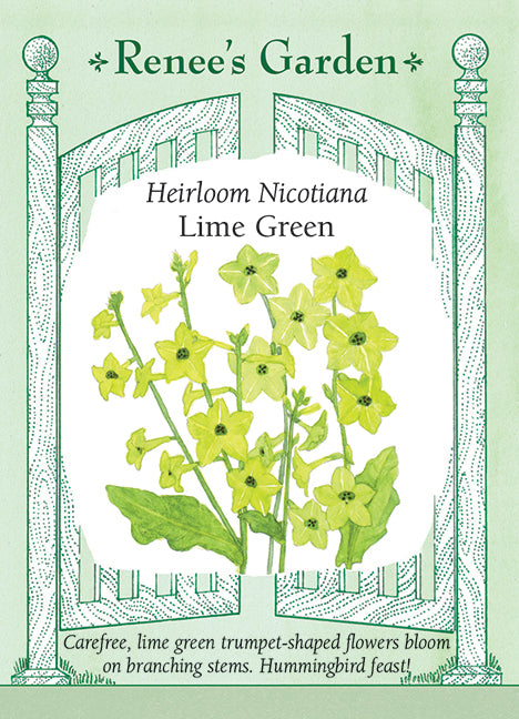 Heirloom Nicotiana - Nicotiana Lime Green